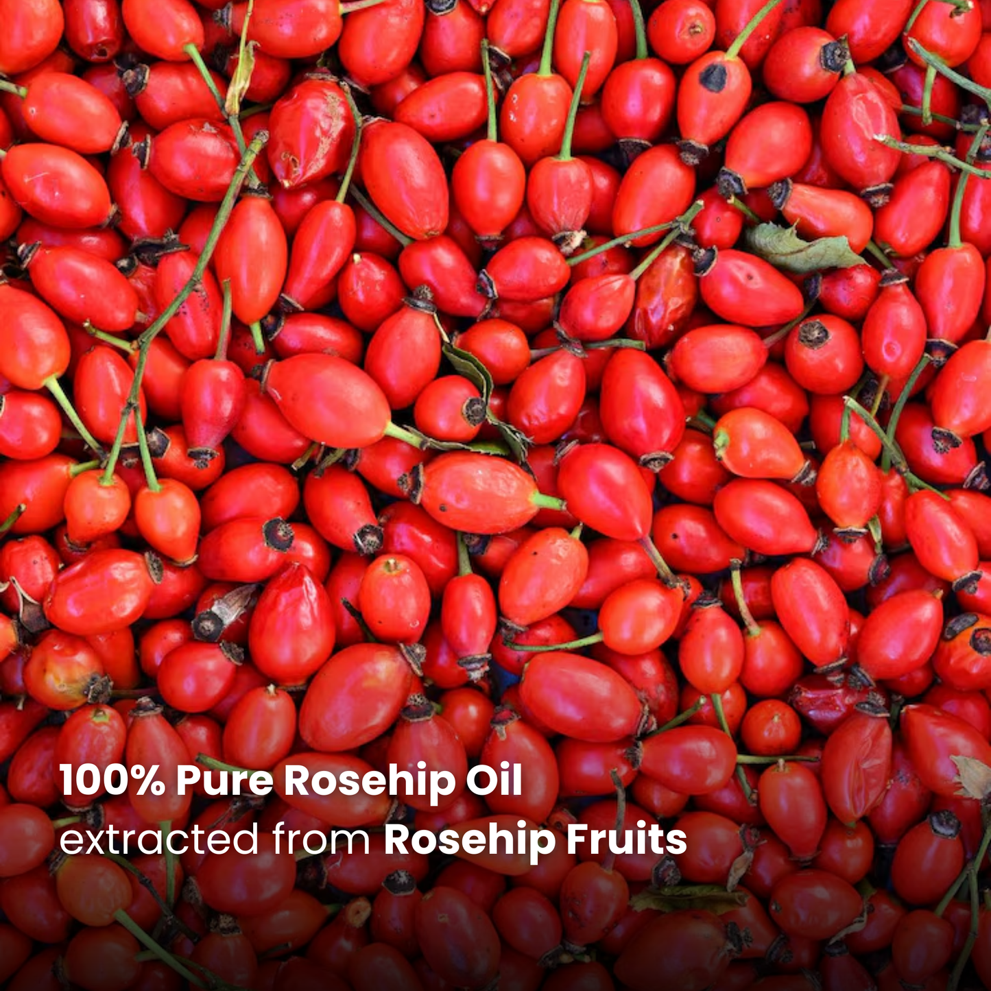 Rosehip Oil | 30ml